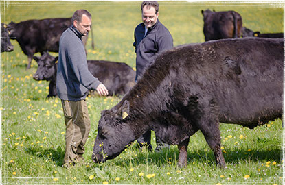 Aberdeen Angus Rinder Juergen Waizenegger